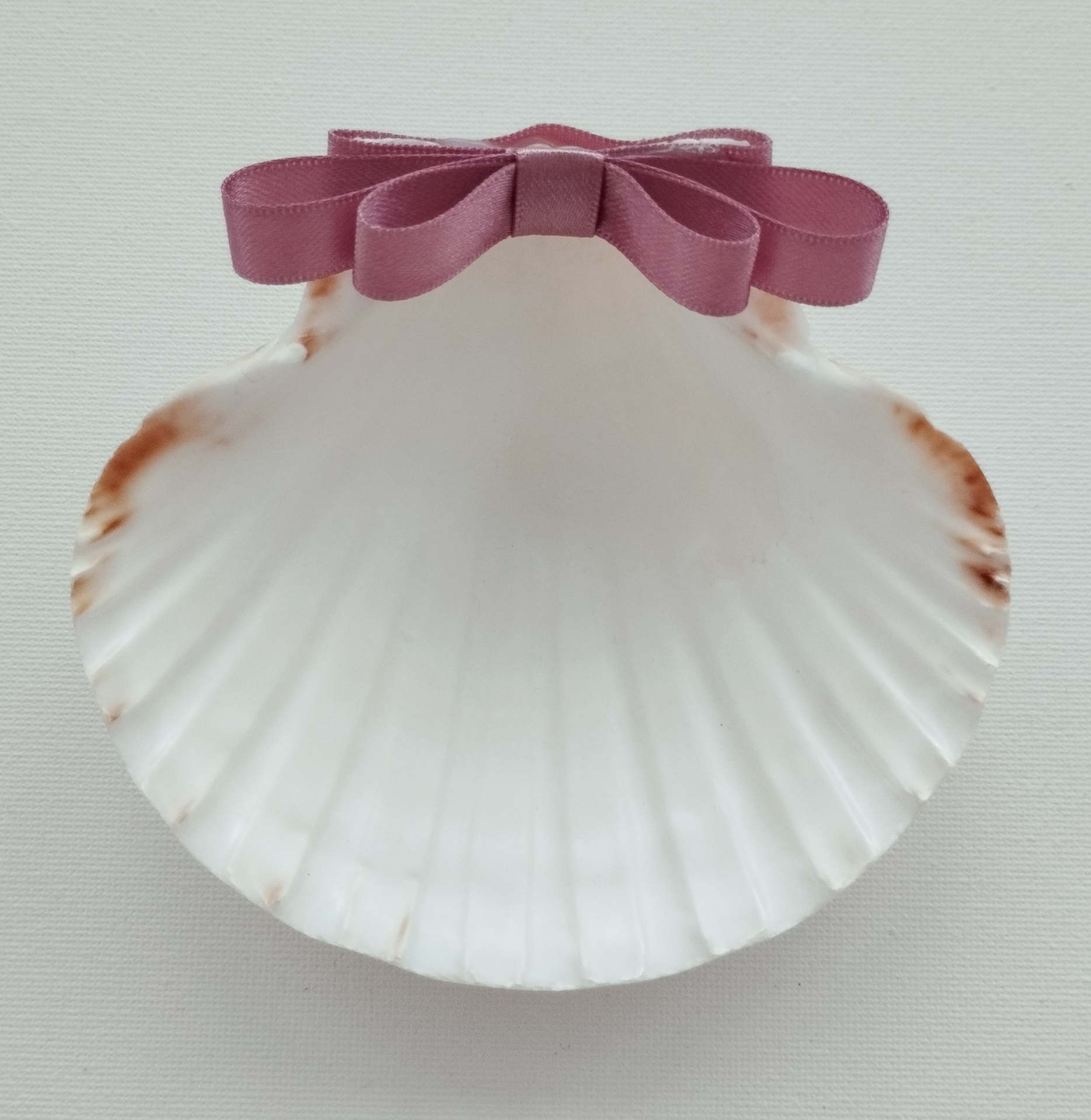 Concha Batismo Rosa Velho Concha Batismo Rosa Velho