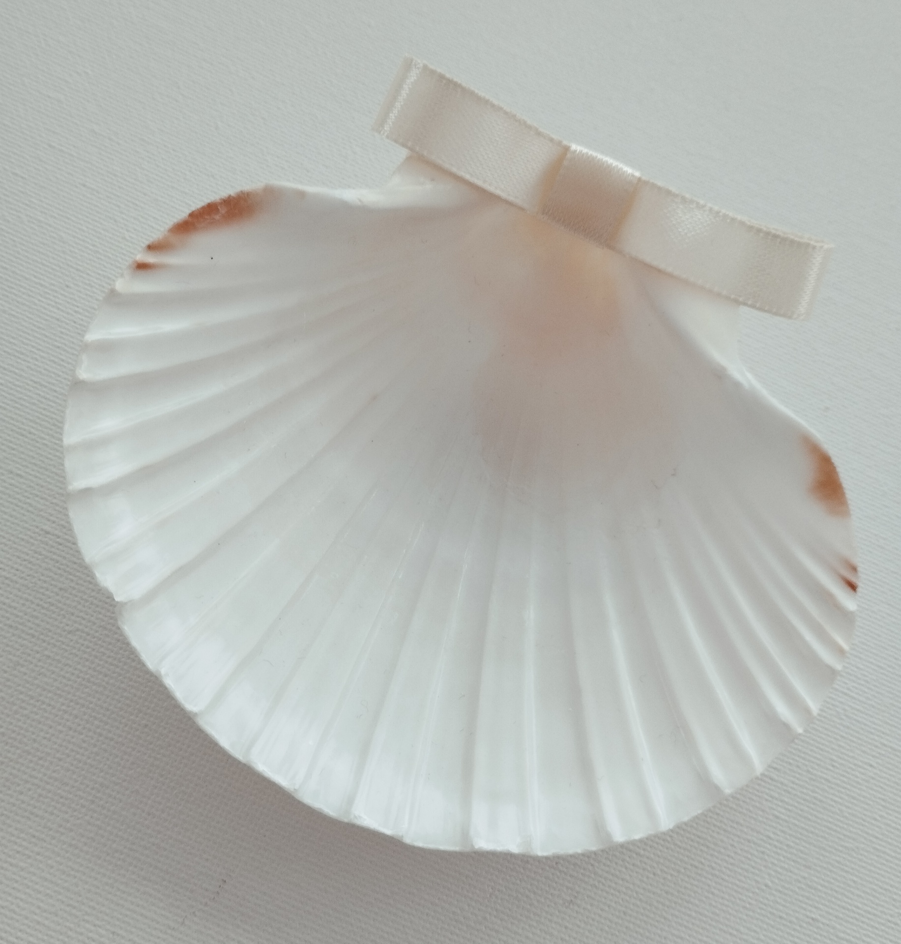 Concha Batismo Pérola Concha Batismo Pérola