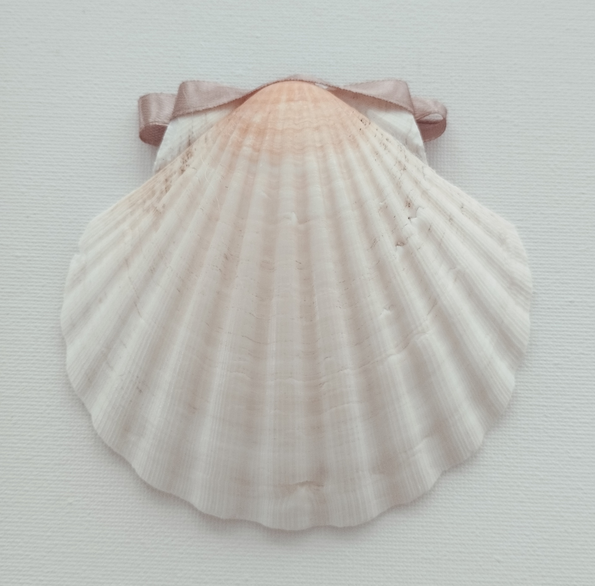 Concha Batismo Areia Concha Batismo Areia