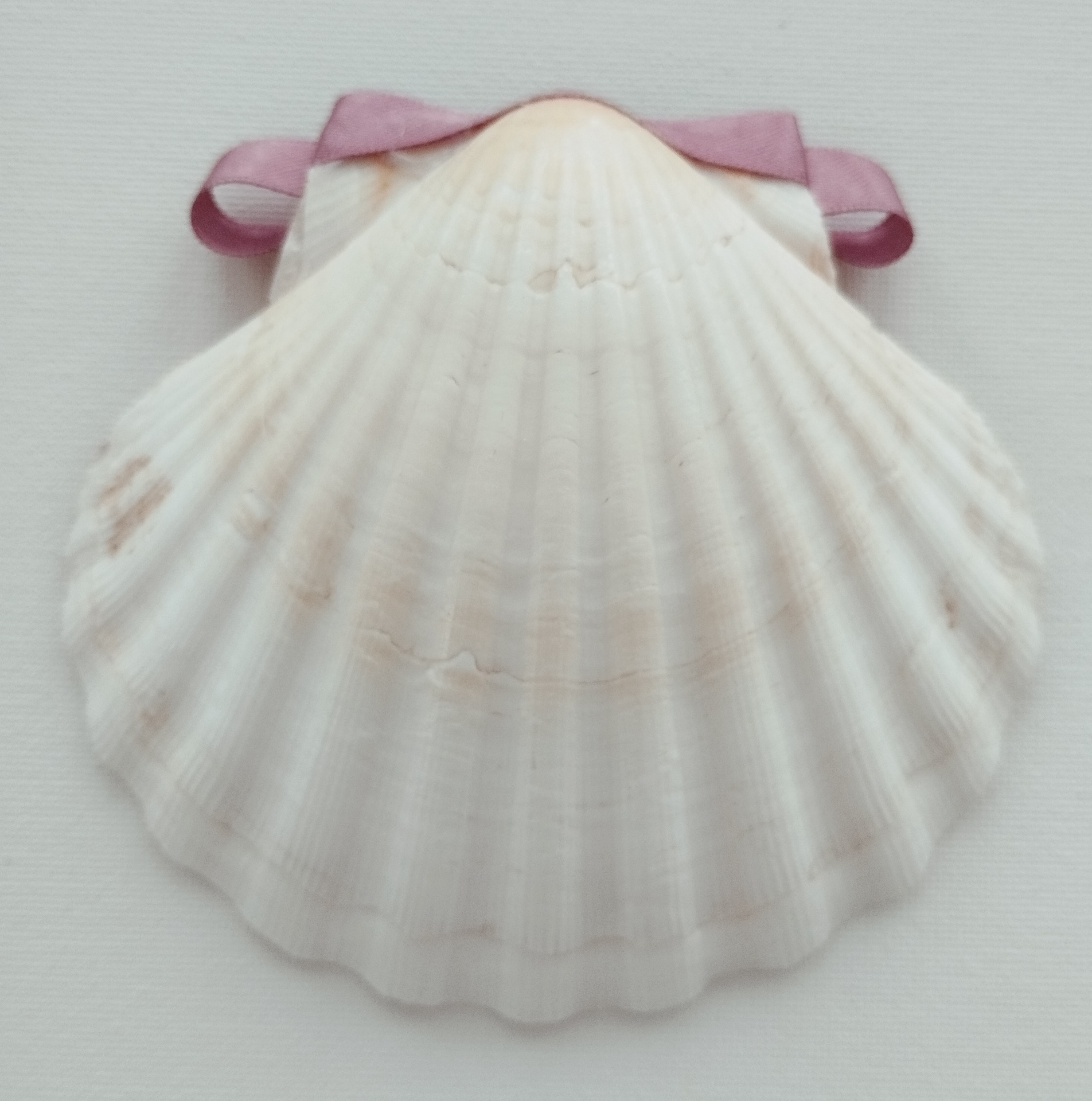 Concha Batismo Rosa Velho Concha Batismo Rosa Velho