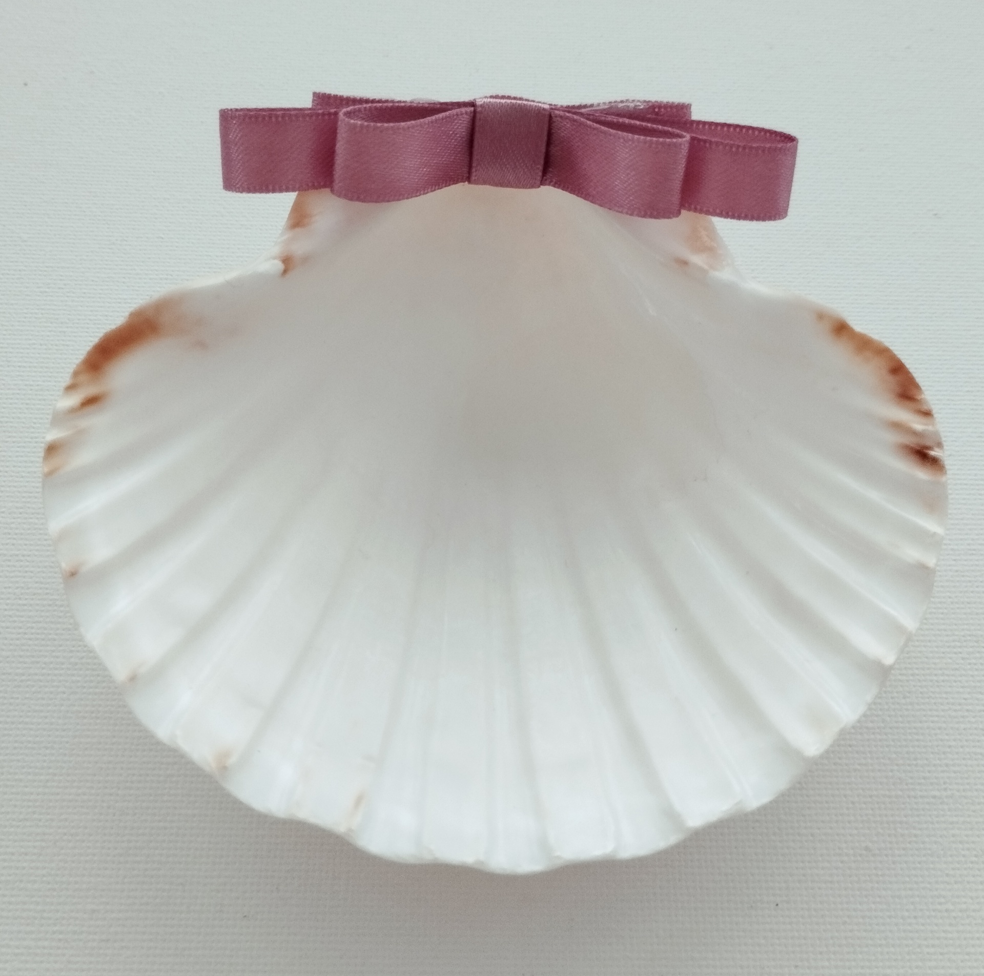 Concha Batismo Rosa Velho Concha Batismo Rosa Velho