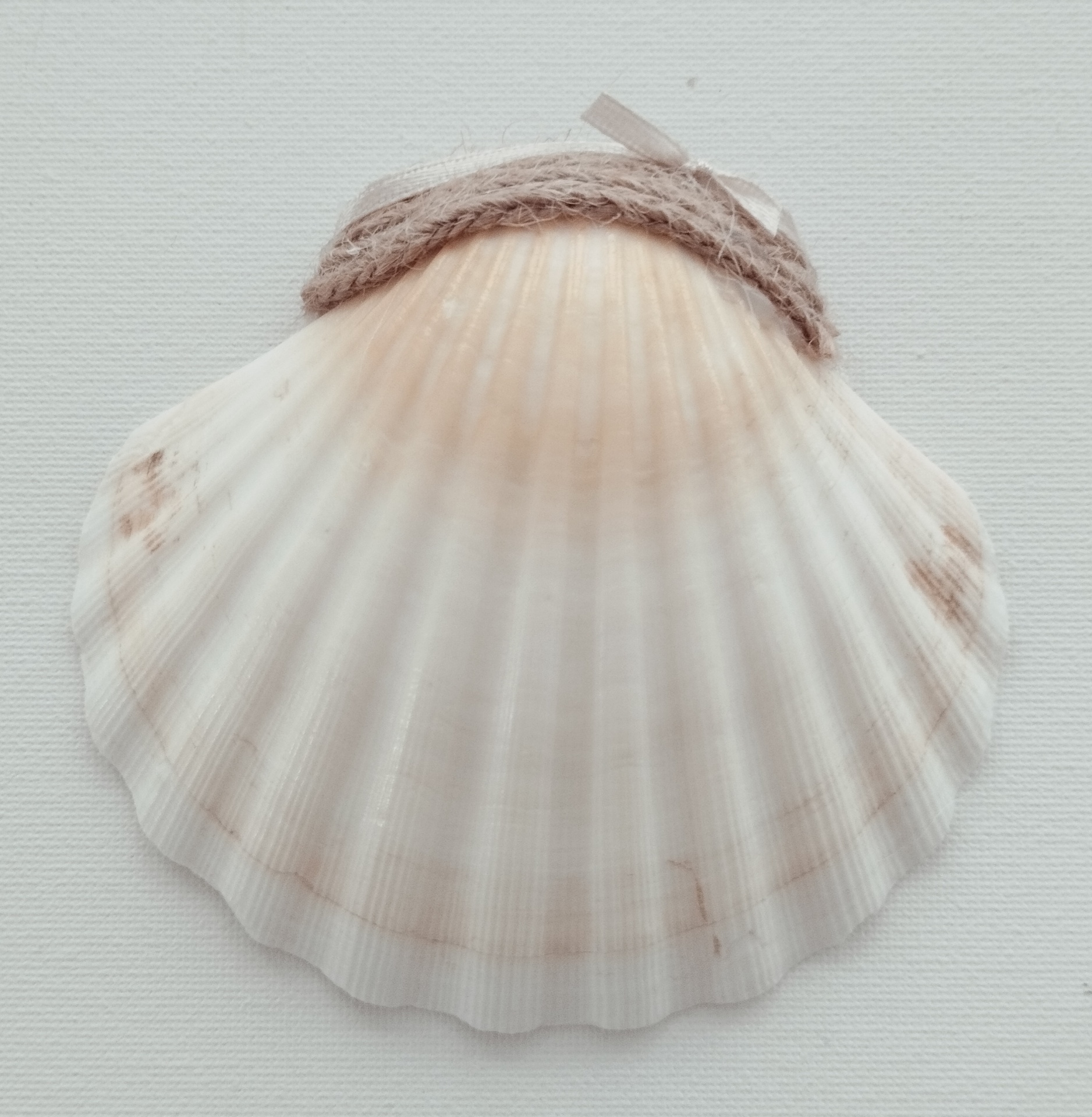 Concha Batismo Concha Batismo