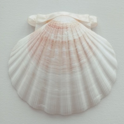 Concha Batismo Pérola