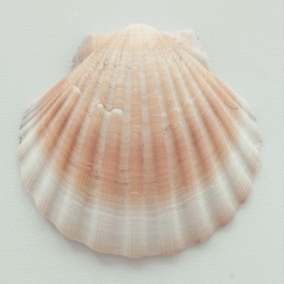 Concha Batismo Natural