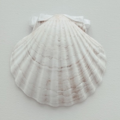 Concha Batismo Branca