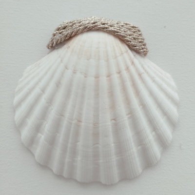 Concha Batismo Dourada