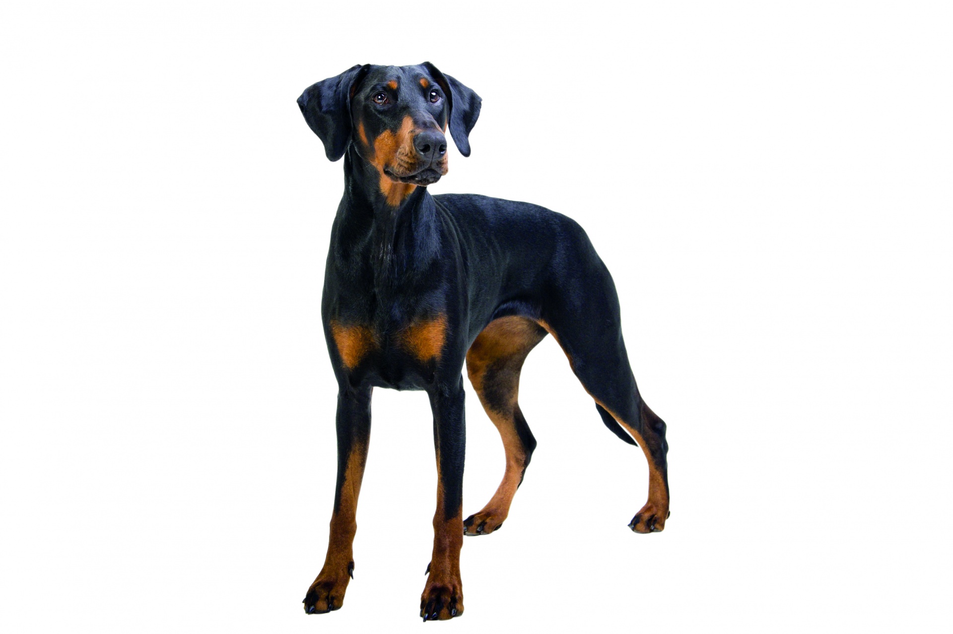 Quantidades diárias