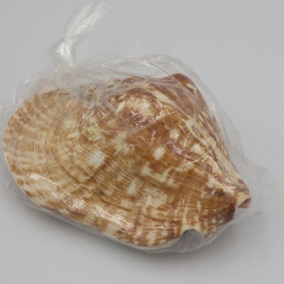 Lábio tépalo "Strombus latissimus" - conchas - concha