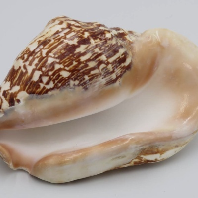Lábio tépalo "Strombus latissimus" - conchas - concha