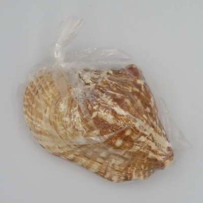 Lábio tépalo "Strombus latissimus" - conchas - concha