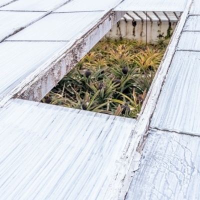 Janela da estufa de ananás