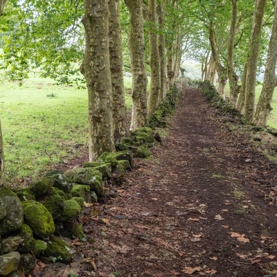 Alameda dos Plátanos