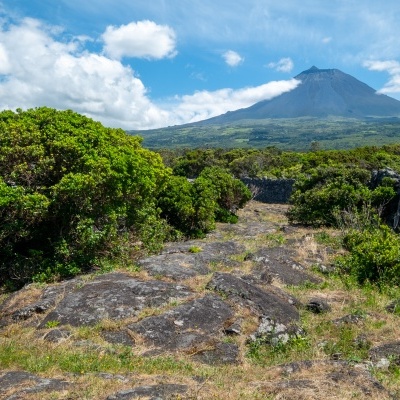 Caminho por entre curraletas