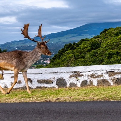 Veado do Monte Brasil