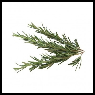 Óleo Essencial de Alecrim Cineol | 10 ml