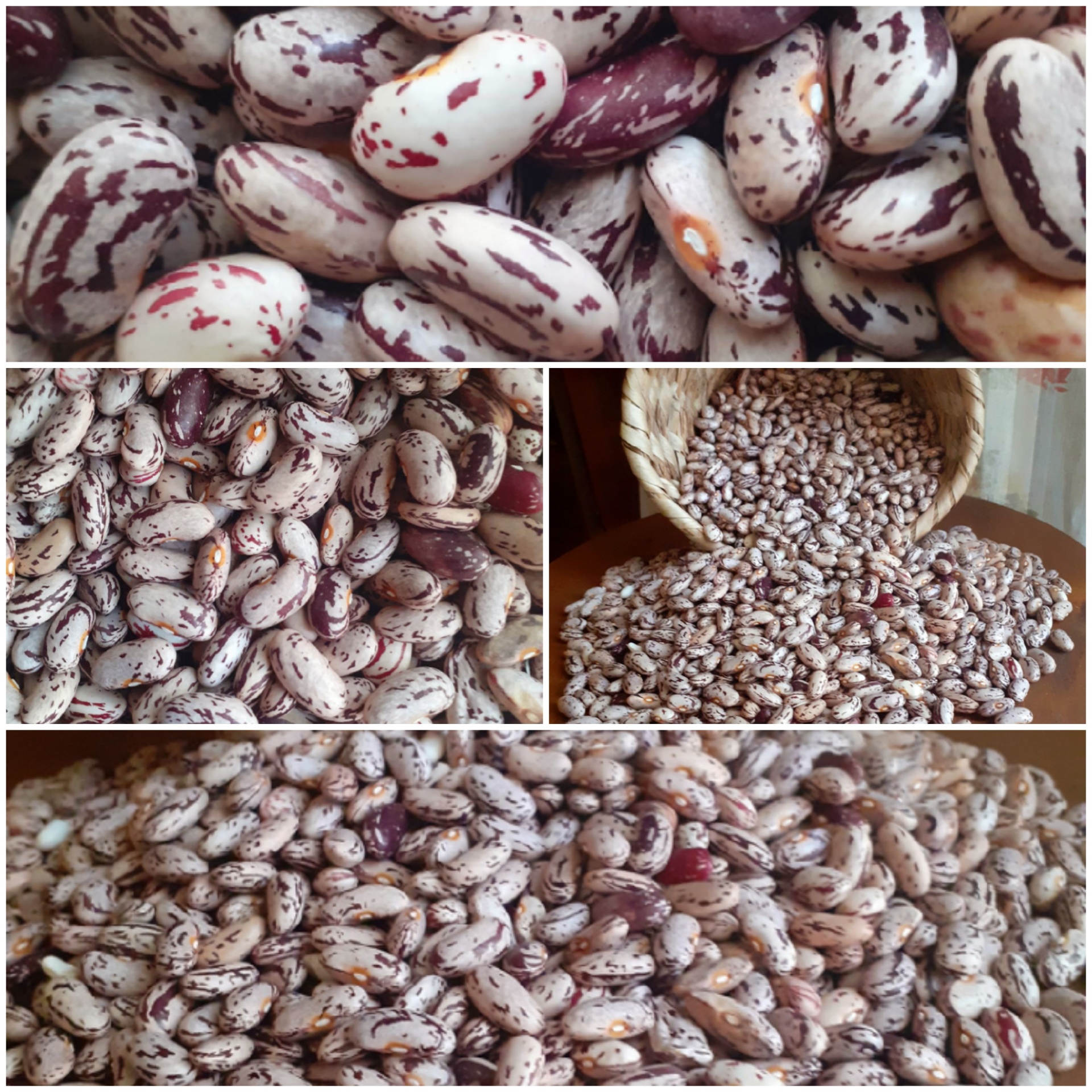 Iniciamos a colheita do feijão catarino