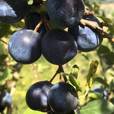 Doce de Abrunhos Silvestres