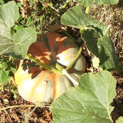 Doce de Abóbora Caseiro