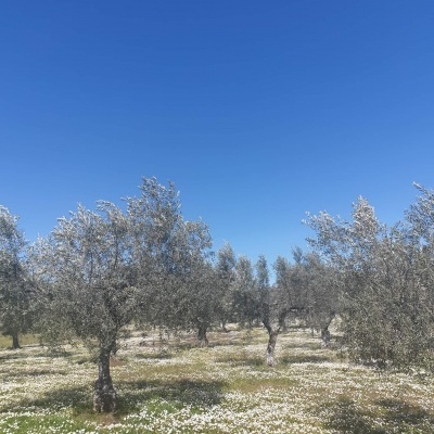 Feliz Páscoa e Boa Festa da Senhora da Guia!