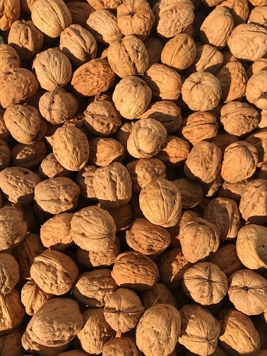 Nozes com casca Categoria «extra», Calibre 28-30