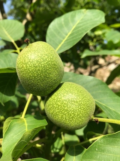 Nozes verdes para o seu licor e conservas