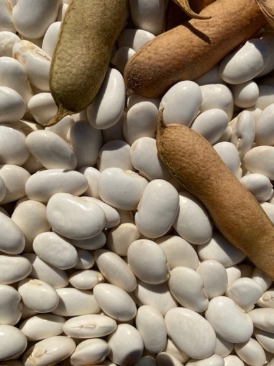 Serviço Gratuito "As minhas Leguminosas"