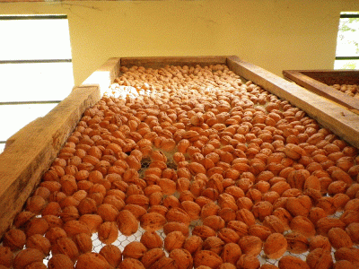 Nozes com casca Franquete, Categoria «extra», Calibre 30 e +