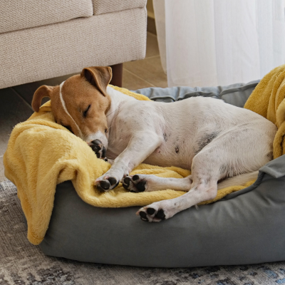 Conforto e Alojamento