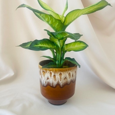 Vaso Castanho Reactivo