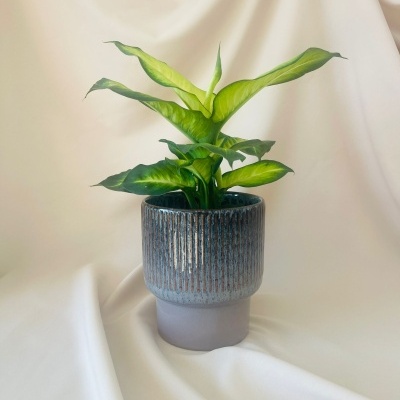 Vaso Reactivo Lilás