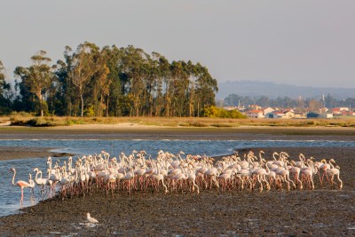 Flamingos na Ria de Aveiro