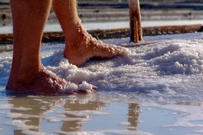 Pés de Marnoto numa marinha de sal