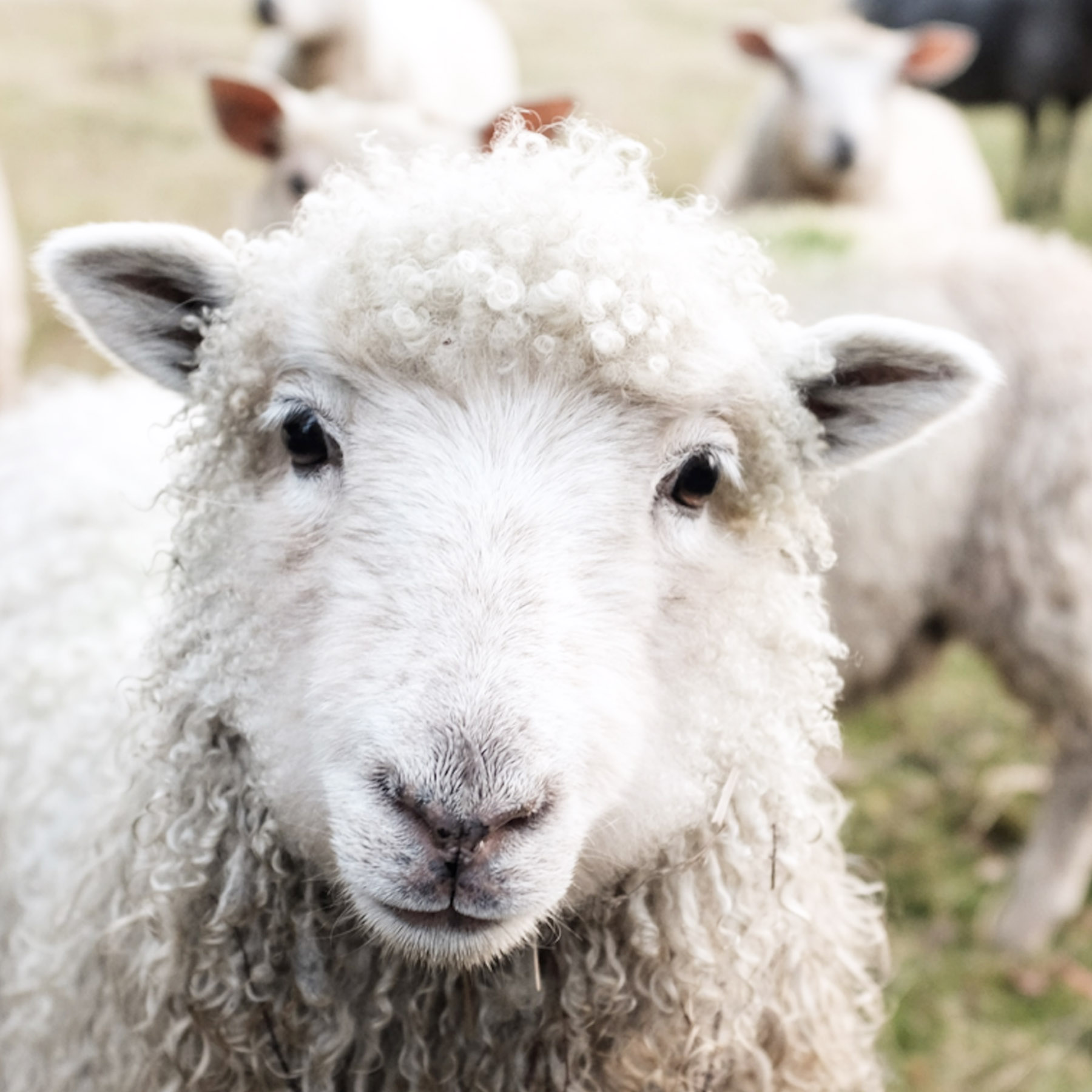 Dia da Produção Nacional
