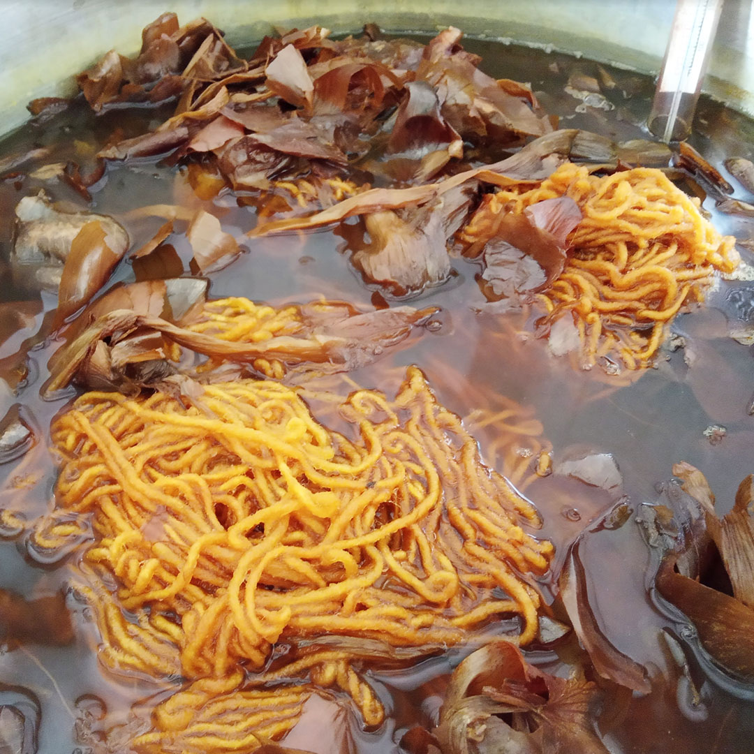 Fio Antónia Ocre Roll Up the Sheep