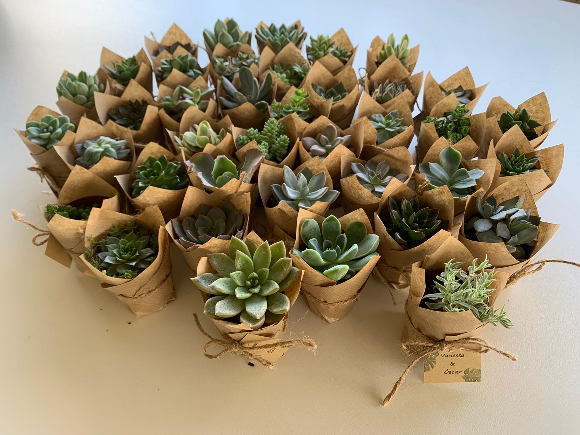 Lembrança: Suculentas