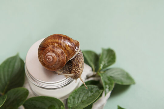 [EN] Spotlight on Snail Mucin: The Miracle Ingredient in Korean Skincare