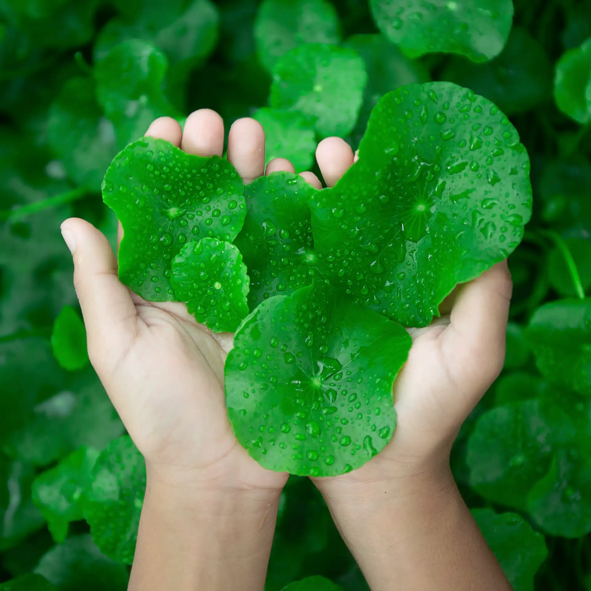 K-Beauty: Os 5 Ingredientes Essenciais para uma Pele Radiante K-Beauty: Os 5 Ingredientes Essenciais para uma Pele Radiante