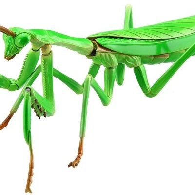 Living Thing Arc: Tenodera Aridifolia (Japanese Giant Mantis)