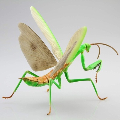 Living Thing Arc: Tenodera Aridifolia (Japanese Giant Mantis)