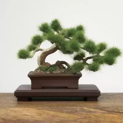 1/12 The Bonsai Plastic Kit #1
