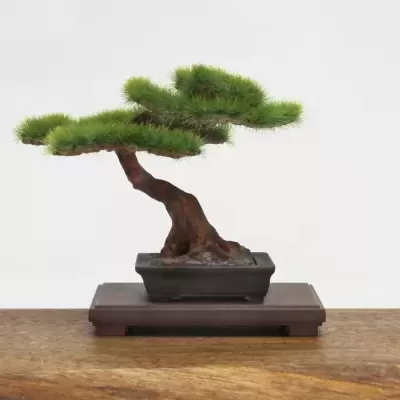 1/12 The Bonsai Plastic Kit #2
