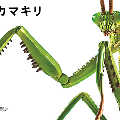 Living Thing Arc: Tenodera Aridifolia (Japanese Giant Mantis)