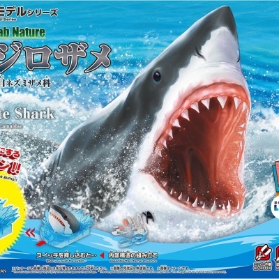 Exploring Lab Nature Carcharodon Carcharias (Great White Shark)