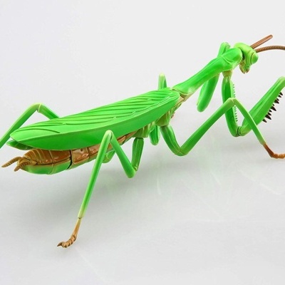 Living Thing Arc: Tenodera Aridifolia (Japanese Giant Mantis)