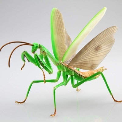 Living Thing Arc: Tenodera Aridifolia (Japanese Giant Mantis)