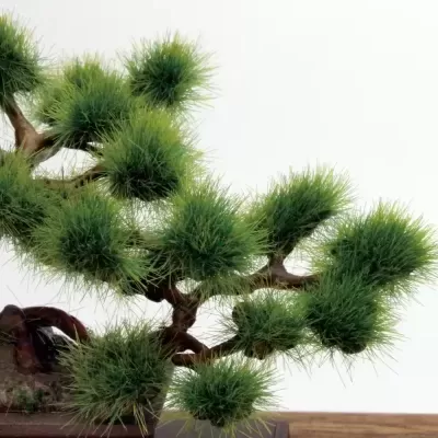 1/12 The Bonsai Plastic Kit #1