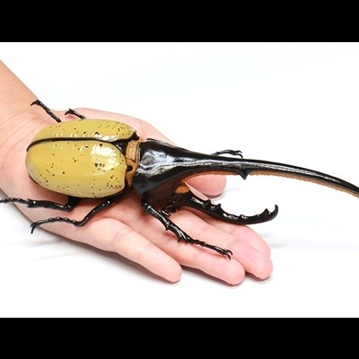 Ikimono Hen Dynastes Hercules (Hercules Beetle)