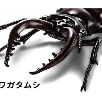 Living Thing Arc: Stag Beetle (set of 2)