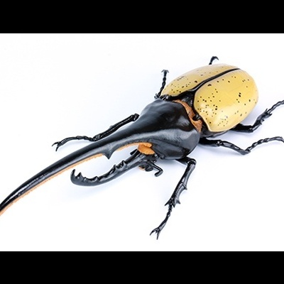 Ikimono Hen Dynastes Hercules (Hercules Beetle)