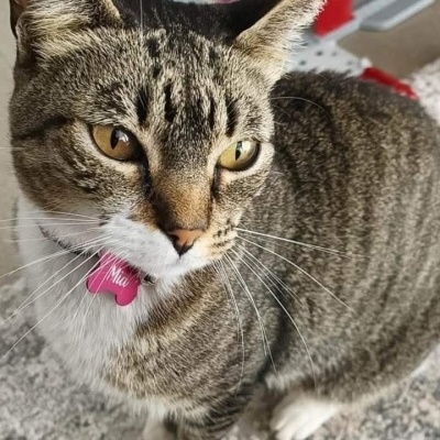 Chapas identificativas